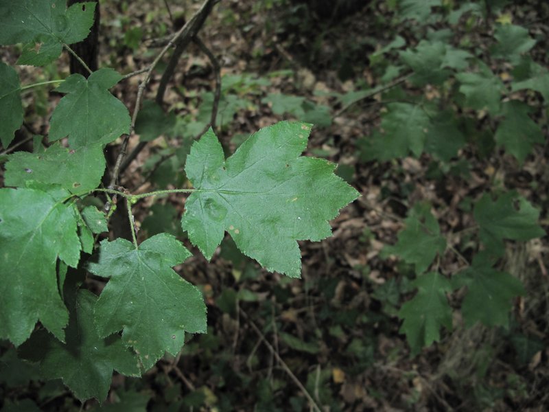 Sorbus torminalis
